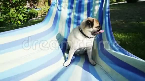 有趣的小狗在吊床上休息和摆动坐着洗太阳浴视频的预览图