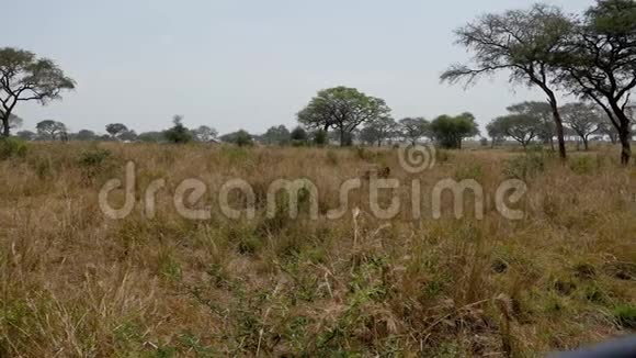 成年雄性非洲狮子在野生动物的旱季漫步大草原视频的预览图