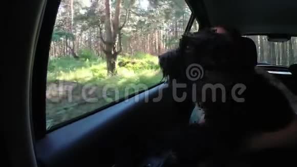 可爱的黑狗从一辆快速行驶的汽车的车窗外望向四周孩子拥抱并支持她关闭视频的预览图