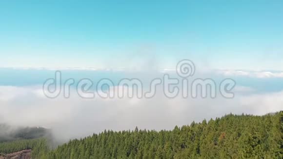 无人机飞过松林的顶端照相机落在树上视频的预览图