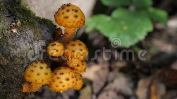 一群黄色的蘑菇生长在秋天的森林里的树干上视频的预览图