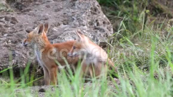 两只年轻的红狐害怕了外阴视频的预览图