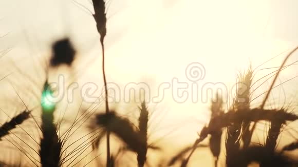 农业概念黄金日落麦田麦收穗慢动作视频背景视频的预览图