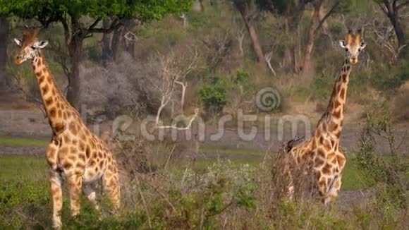 绿色灌木丛中两只美丽的野生非洲长颈鹿特写镜头视频的预览图