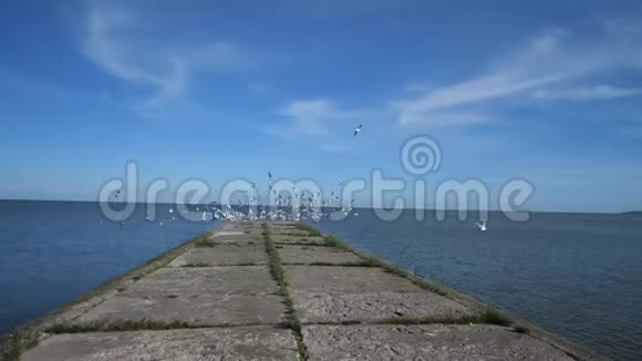 美丽碧海码头前行海鸥飞到两边4K慢慢视频的预览图