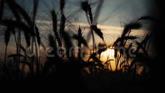 农业概念是麦田上金色的夕阳麦收穗慢动作视频生活方式背景天空视频的预览图