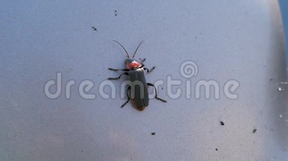特写镜头一只头红的黑甲虫正坐着移动着一个胡子4K慢慢视频的预览图