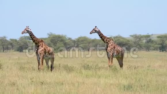 以金合欢为背景的野生非洲长颈鹿视频的预览图