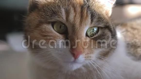 三色猫的肖像脸躺在生活方式的窗户上灯光照在脸上宠物护理宠物视频的预览图