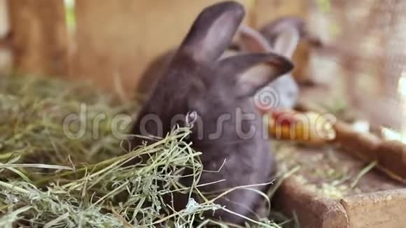 可爱的黑兔在农场的木笼里吃草夏季和生计增长视频的预览图