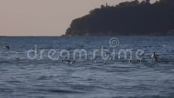 日出时海鸥飞过海浪寻找鱼食视频的预览图