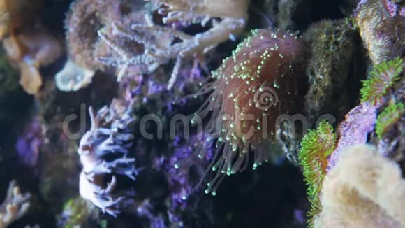 垂直视频欧菲利亚大型多聚石珊瑚视频的预览图