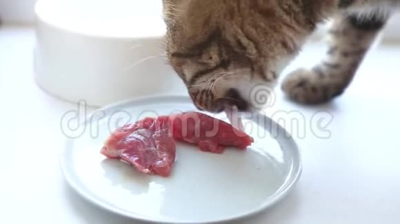 泰比猫吃碗里的自由肉视频的预览图