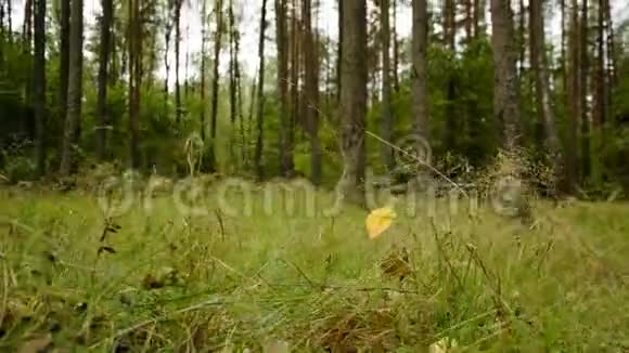 森林逆天的时间推移森林边缘的大桦树视频的预览图