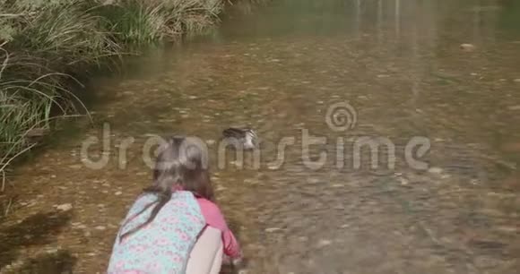 穿着游泳服的小女孩蹲在河岸上看鸭子游泳视频的预览图