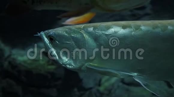 水族馆或河流中的鱼银视频的预览图