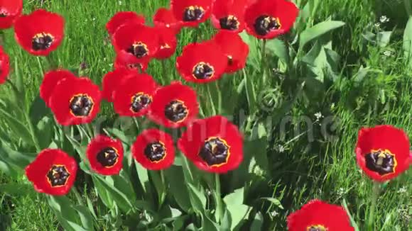 绿草上的红色郁金香视频的预览图