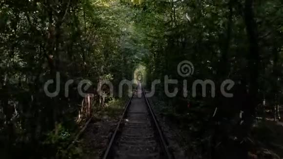 乌克兰的爱情隧道一个独特的旅游景点在茂密的森林中形成拱门视频的预览图