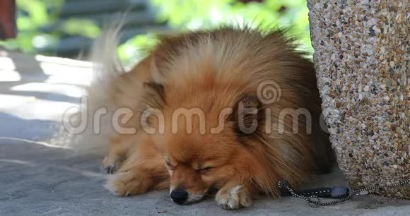 躺在长凳下睡觉的红波美拉尼亚斯皮茨小狗视频的预览图
