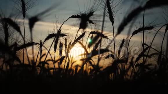 农业概念是麦田上金色的夕阳小麦收获生活方式耳朵慢动作视频背景天空视频的预览图