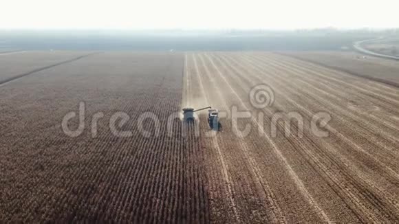 结合收割机收割玉米田间早秋大型拖拉机过滤新鲜玉米棒从视频的预览图