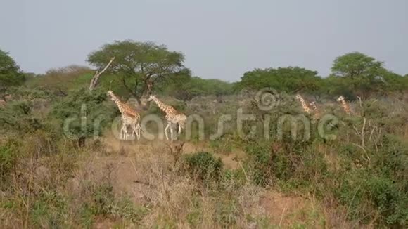 许多非洲野长颈鹿在大草原上的灌木丛中行走视频的预览图