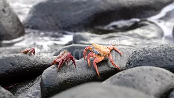 加拉帕戈斯萨莉轻脚蟹对在岩石与冲浪视频的预览图