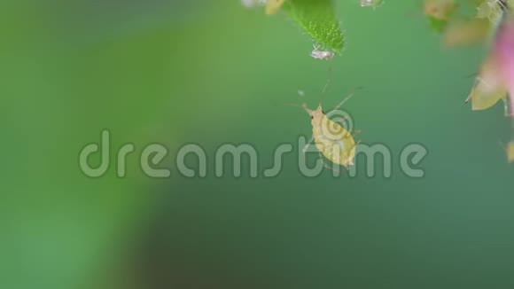 蚜虫的宏观视野害虫挂在花园的植物叶子上蔬菜上的恶意蜘蛛螨色彩斑斓的绿色背面视频的预览图