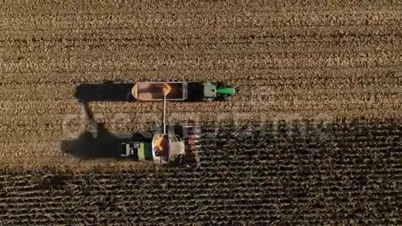 工业农田完成季节性工作黄金玉米粒从组合螺旋下降到手推车拖拉机和视频的预览图