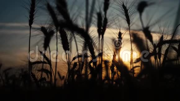 农业概念是麦田上金色的夕阳麦收穗慢动作视频背景生活方式天空视频的预览图