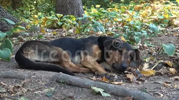 乌曼索菲耶夫斯基公园的流浪狗在草地上休息视频的预览图