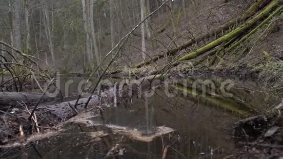 在一片古老森林中流过的狭窄河流落水的老苔藓树钓鳟鱼的最佳地点视频的预览图