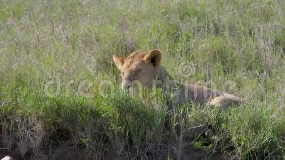 懒惰的非洲狮子在草原上躺着休息后吃着馅饼视频的预览图