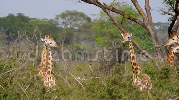 非洲野长颈鹿在相思丛和丛林的灌木丛中视频的预览图