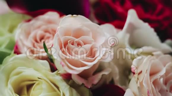 美丽的活花玫瑰特写很酷的植物视频的预览图