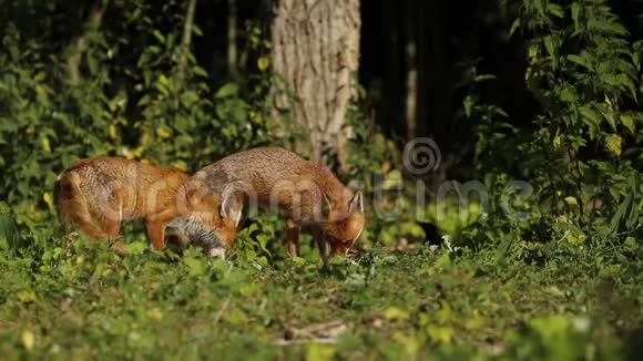 野生红狐秃鹫在树林边缘的田野里觅食视频的预览图