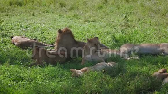 懒洋洋的非洲狮子吃了猎物后在树荫下睡觉休息视频的预览图