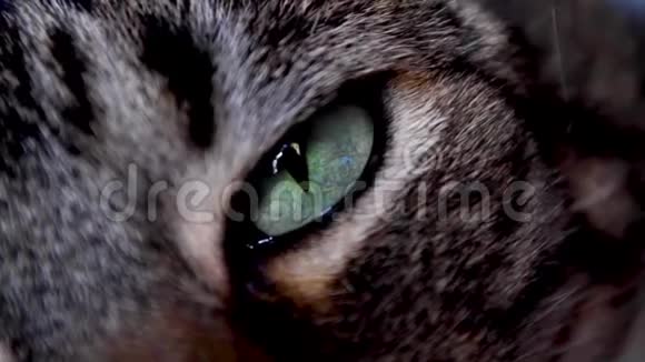 一只眼睛闭着眼睛看着摄像机的猫视频的预览图