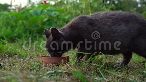 有深色皮毛和短爪的可爱猫在花园里喝牛奶视频的预览图