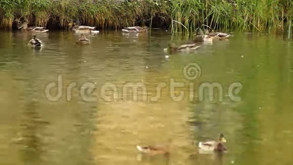 河上的鸭子视频的预览图