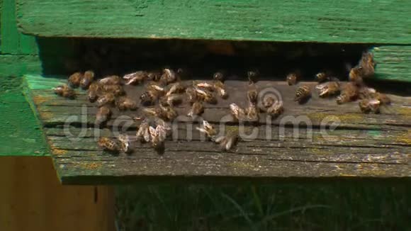 蜂巢蜂巢入口处的蜜蜂收集蜂蜜视频的预览图