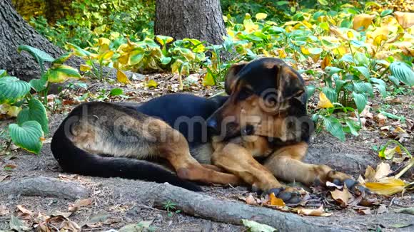 乌曼索菲耶夫斯基公园的流浪狗在草地上休息视频的预览图