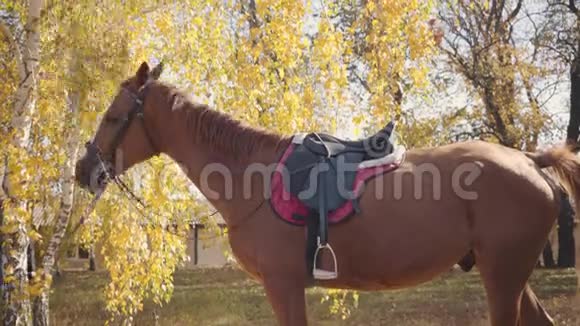 优雅的棕色马有白色的面部标记吃树上的黄叶一幅美丽的动物画像视频的预览图