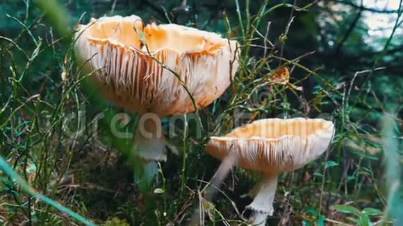 大蟾蜍或食用蘑菇在秋季生长在草地上视频的预览图