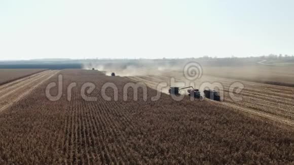 三台收割机在田间工作联合收割机农业机械在田间采集黄金熟玉米视频的预览图