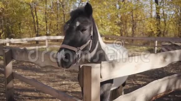 一匹美丽的黑白马的肖像有白色的面部标记站在户外的畜栏里优雅视频的预览图