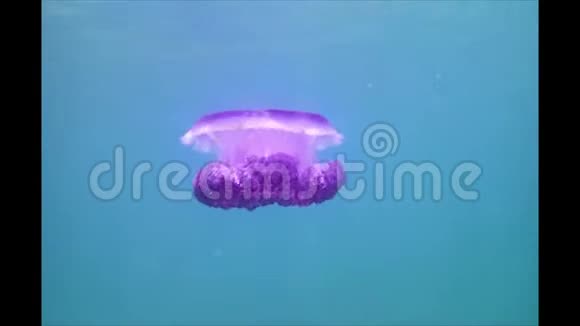 明亮的紫色水母视频的预览图