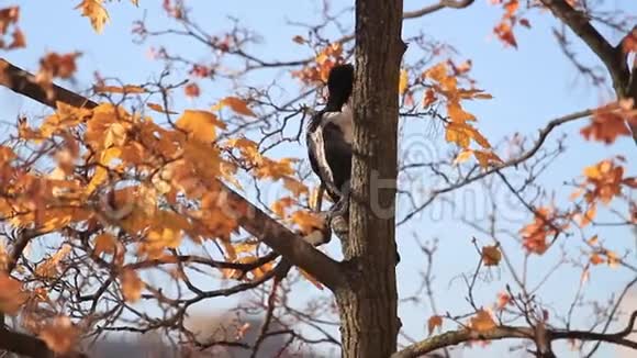 乌鸦在秋树上清理羽毛视频的预览图