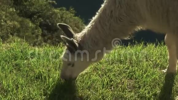 在马丘比丘的一只喂食美洲驼的头被极端靠近视频的预览图
