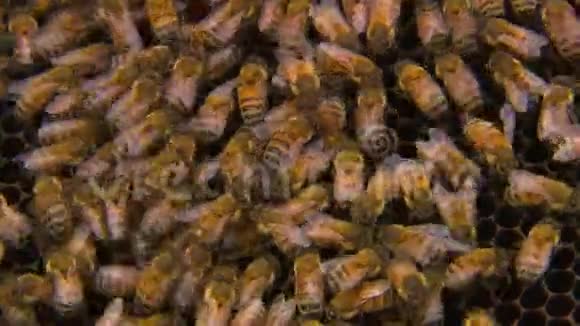 蜂冠上的一群蜜蜂视频的预览图